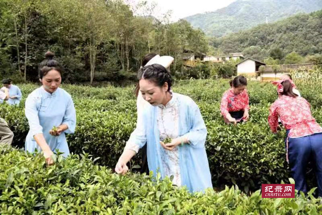 以茶为媒 甘肃陇山农业科技公司打造陇南人自己的特色品牌