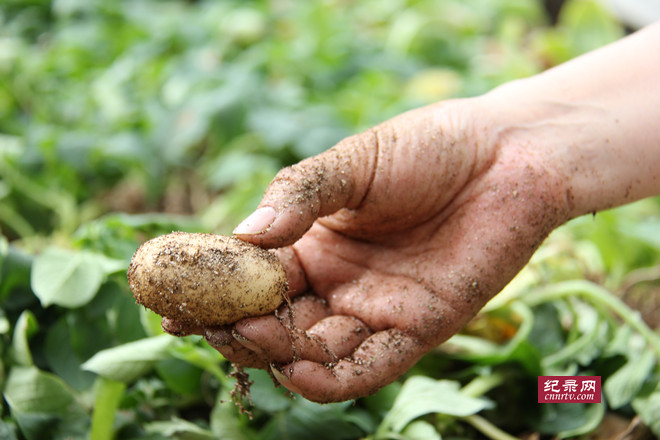定西发挥区域优势 推动马铃薯种薯产业发展