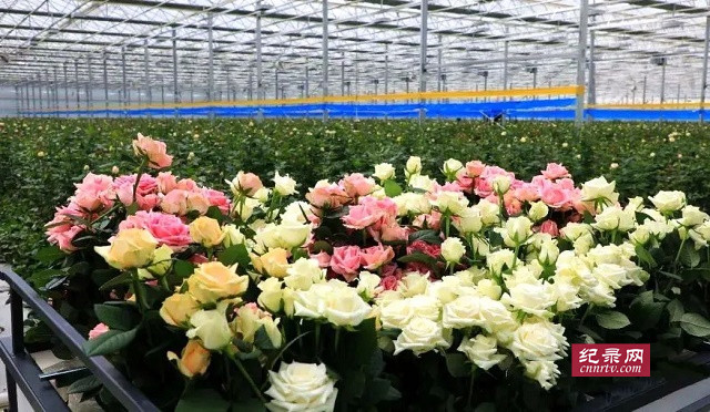 临夏州着力提升花卉产业“含金量”