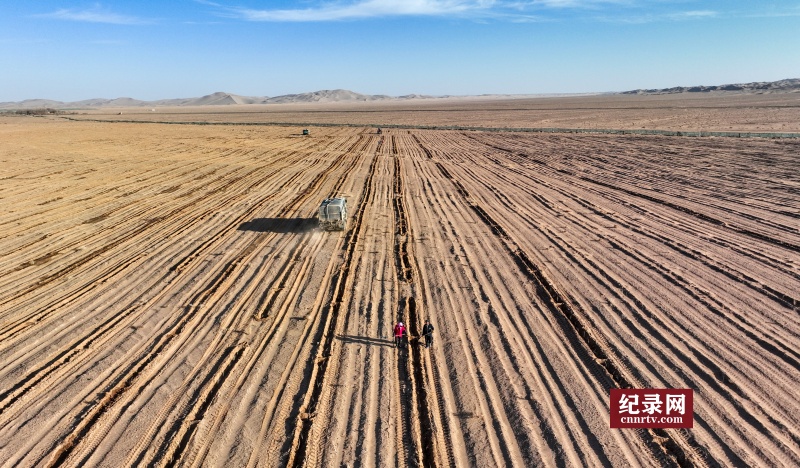 甘肃金塔冬植忙 一棵棵梭梭苗为沙漠披“新衣”